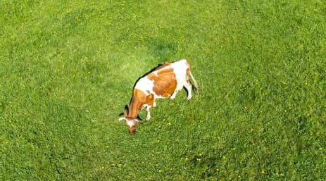 Fondo de vaca escaneada